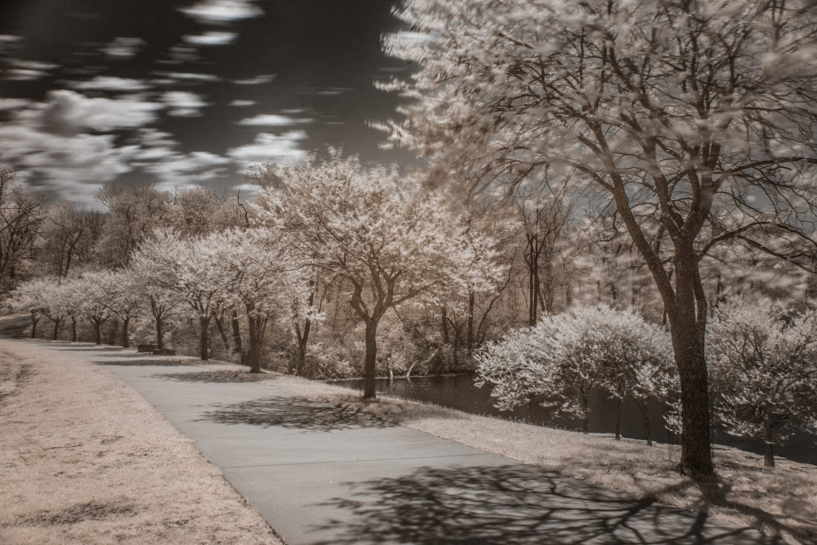 Infrared photograph: foliage rendered ghostly white against a dark sky
