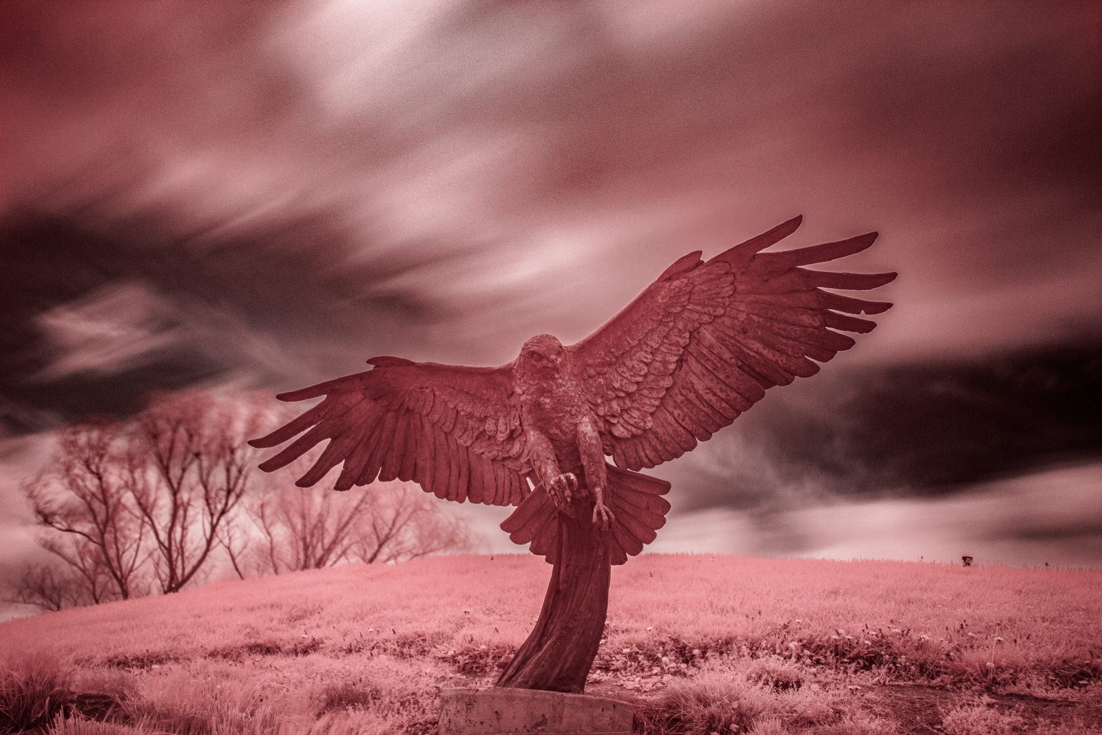 Infrared photograph: bright white vegetation and deep contrast