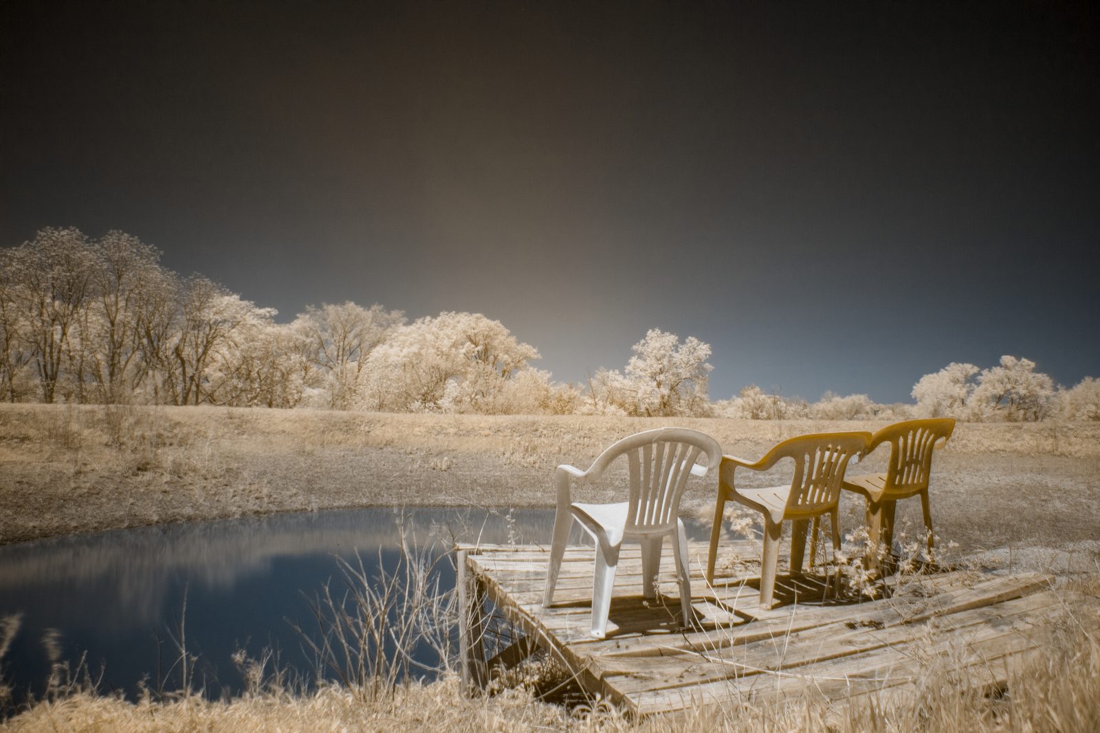 Infrared photograph: glowing leaves under an inverted-tone sky